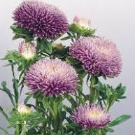 Aster - Gala Lavender