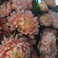 Aster - Tower Chamois