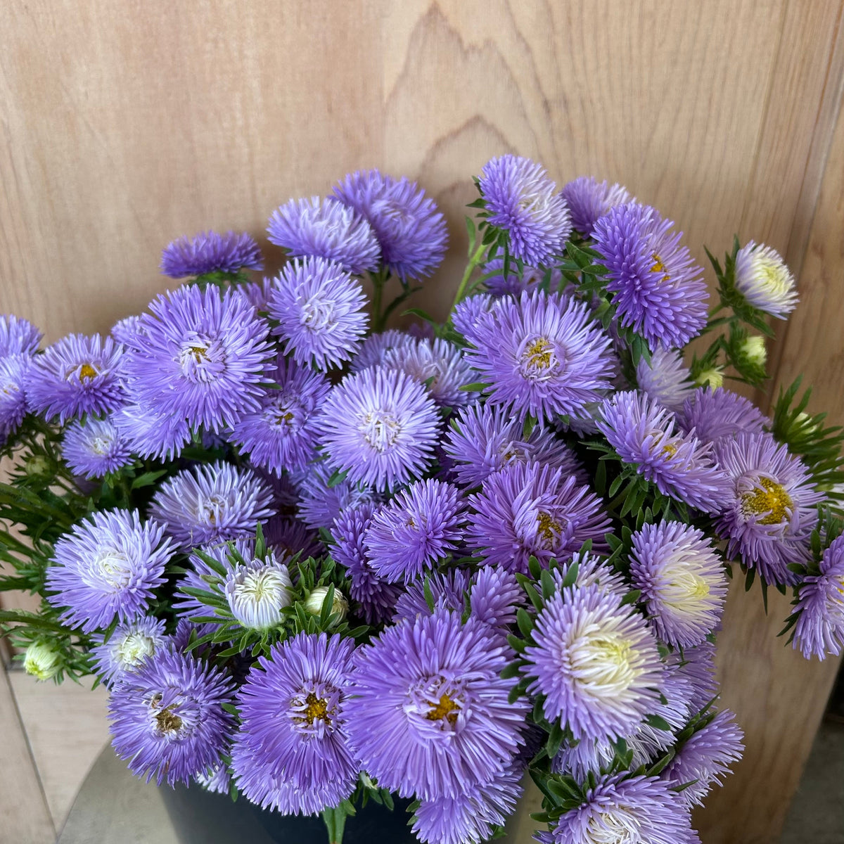 Aster - Gala Mix Lavender