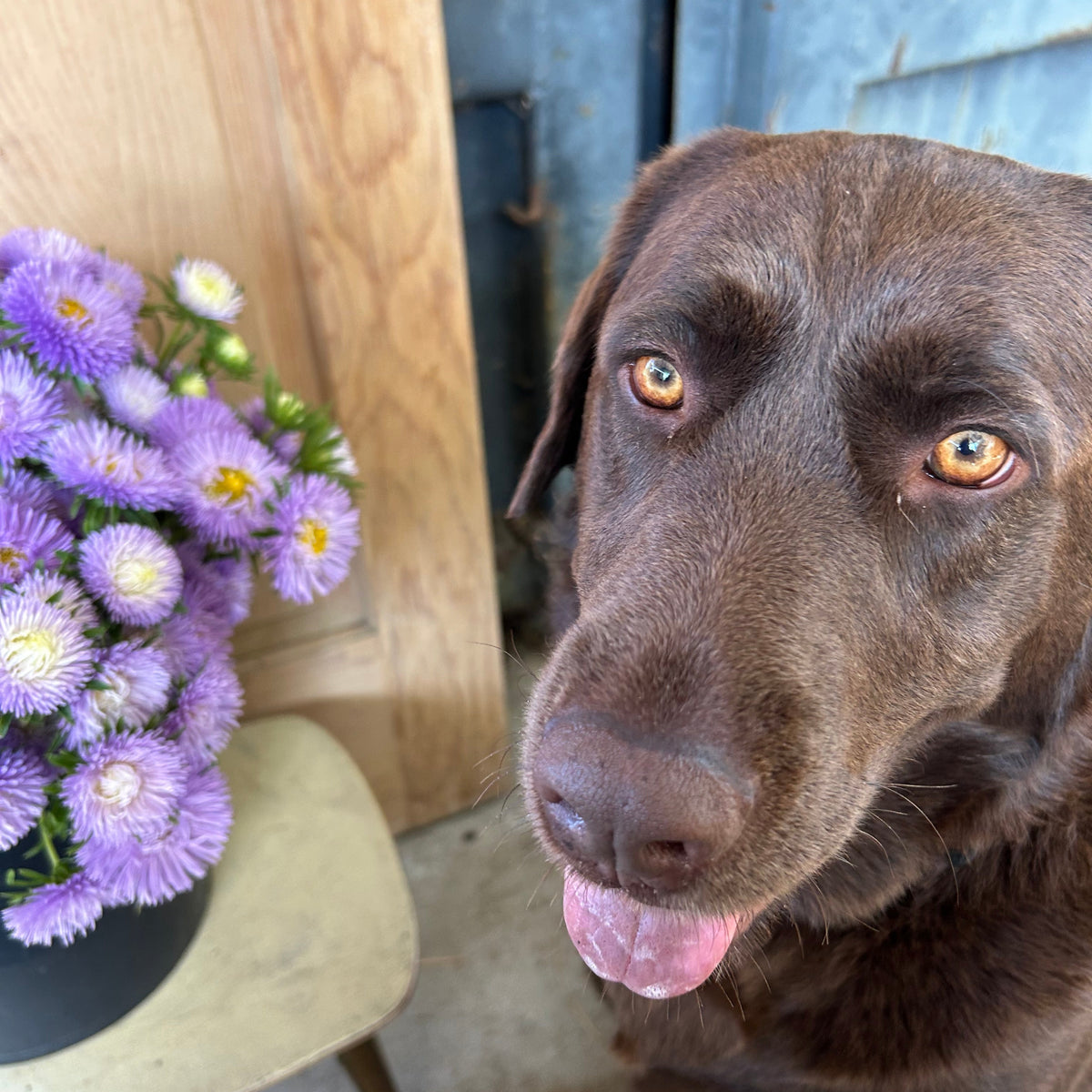 Aster - Gala Mix Lavender
