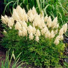 Astilbe - White Gloria