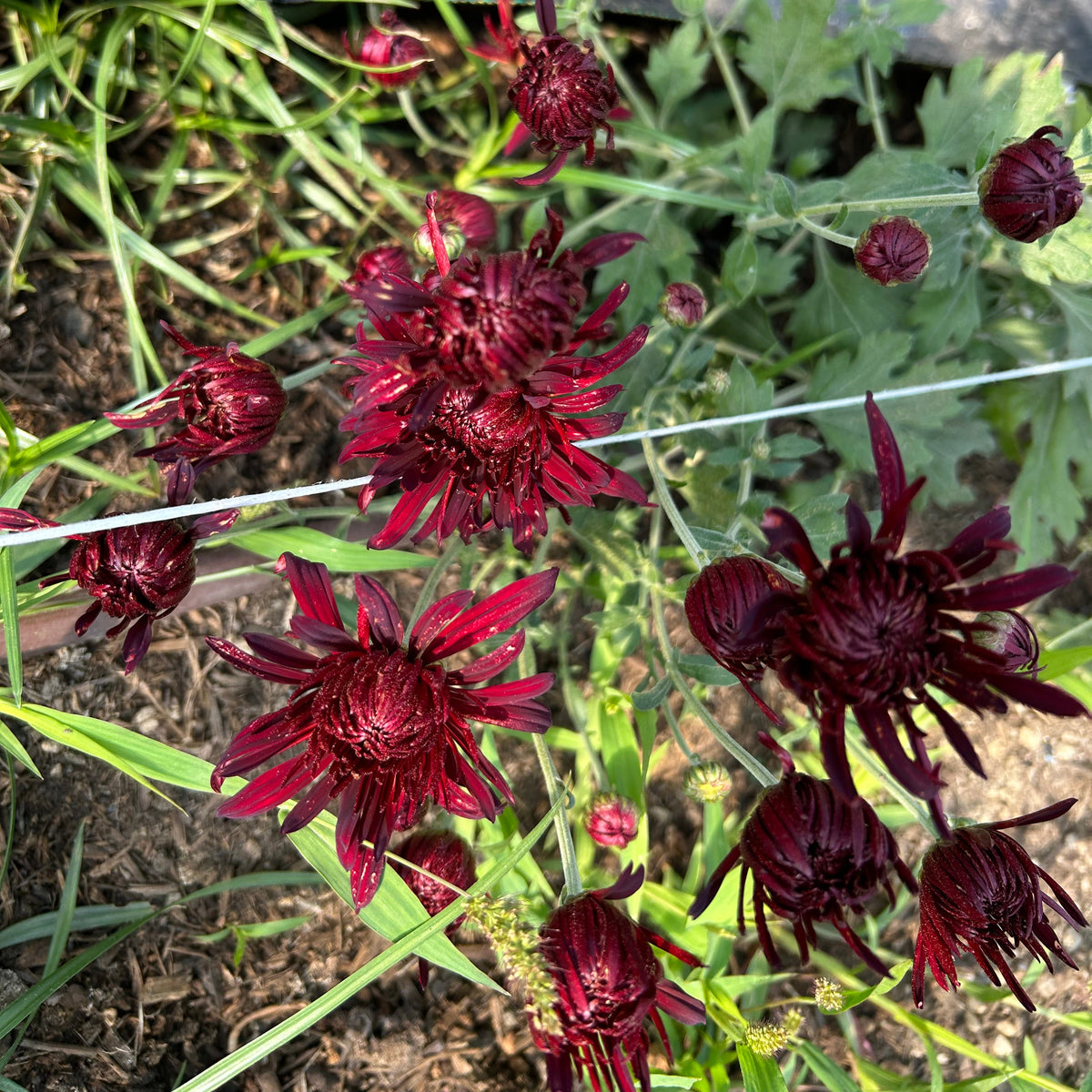 Chrysanthemum - Black Hawk