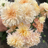 Chrysanthemum - Blush Strokes