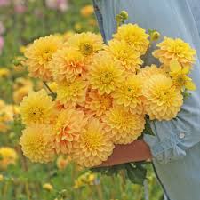 Dahlia - Bocherell