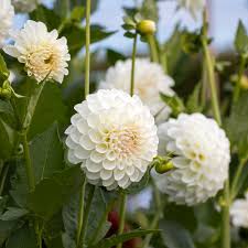 Dahlia - Boom Boom White