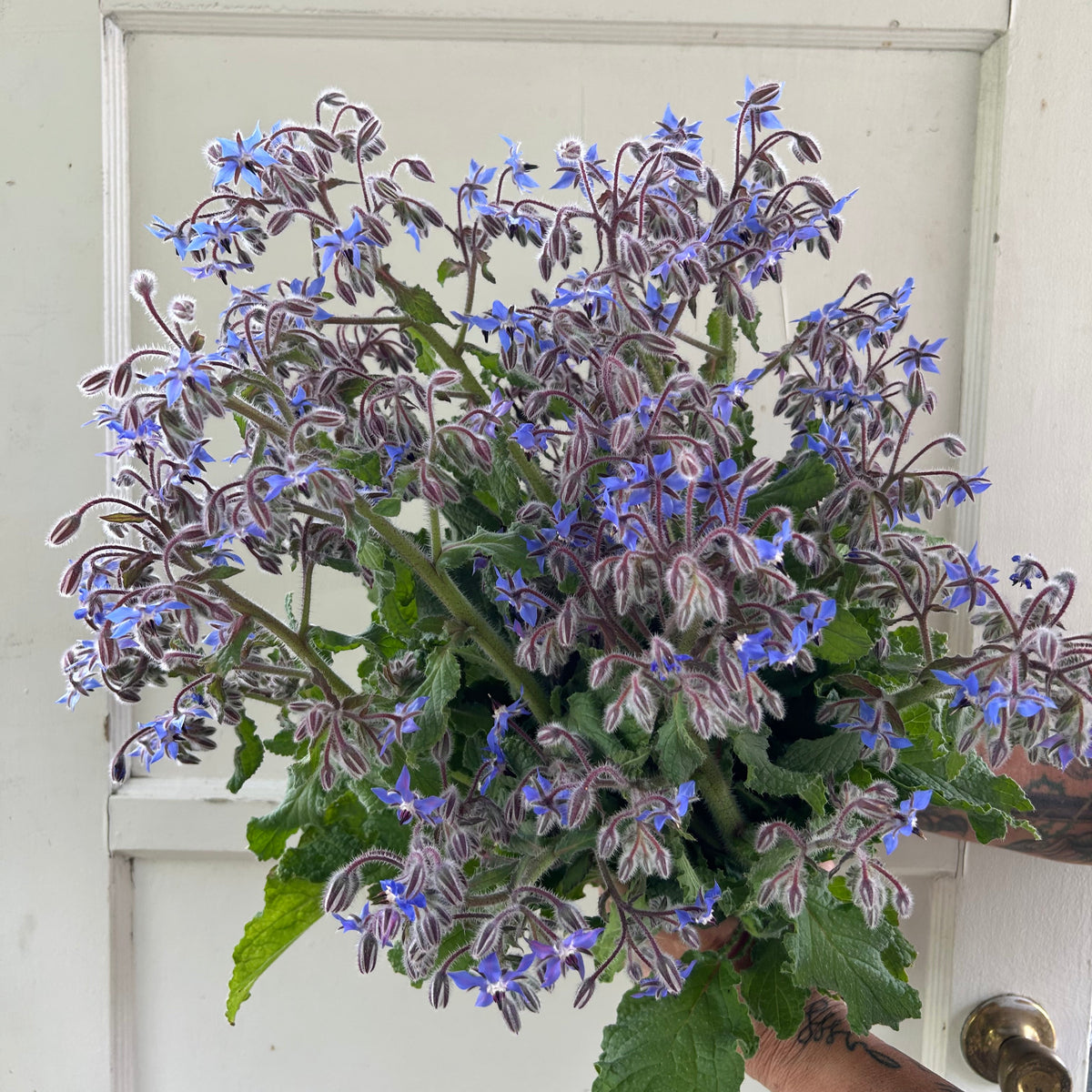 Borage