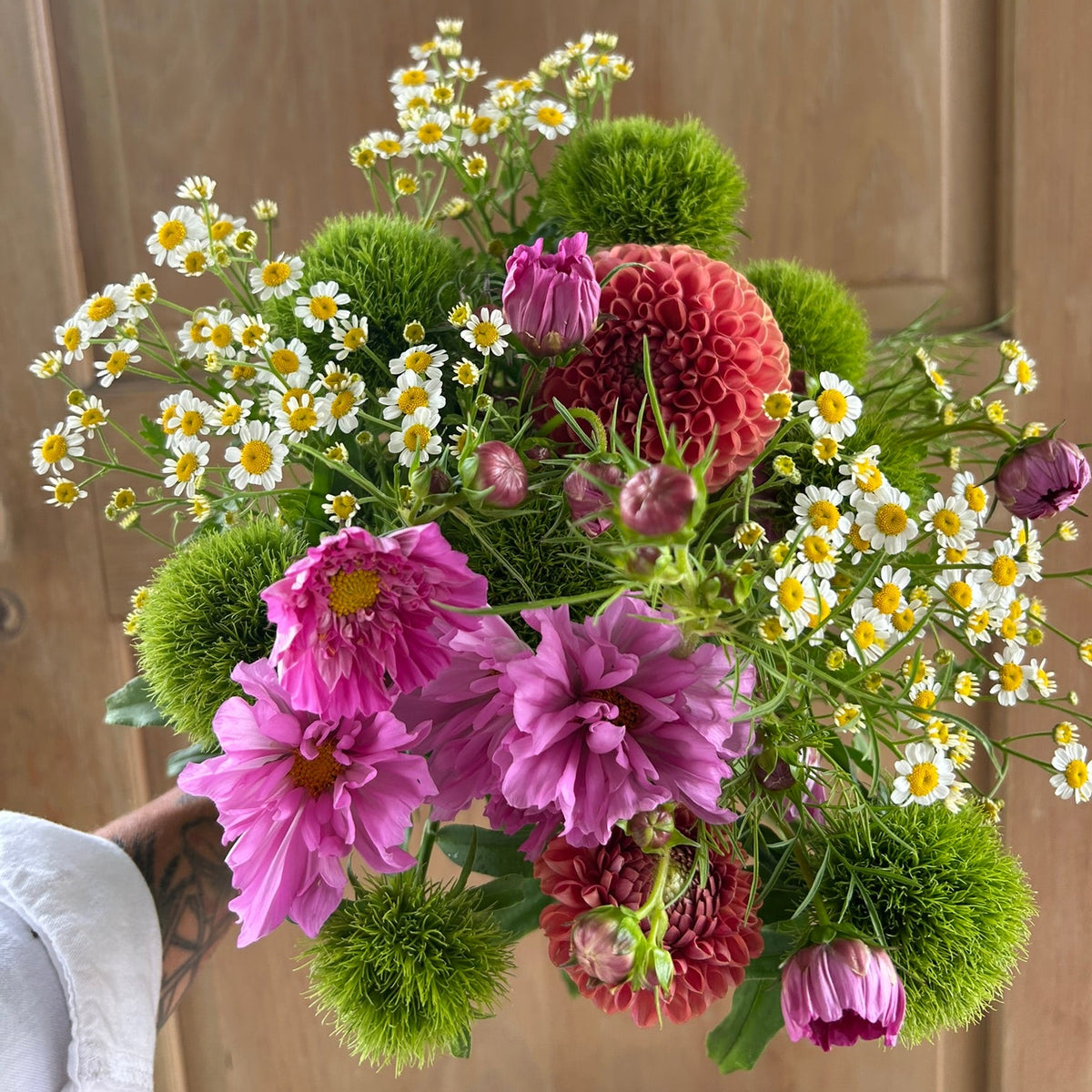 Cosmos - Double Click Rose