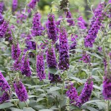 Butterfly Bush - Purple