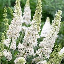 Butterfly Bush - White