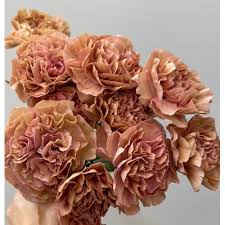 Carnation - Missantic Creola