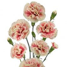 Carnation - Missantic Funky