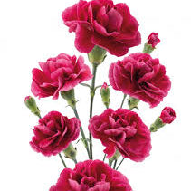 Carnation - Missantic Miss Fabulous