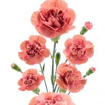 Carnation - Missantic Miss Trendy