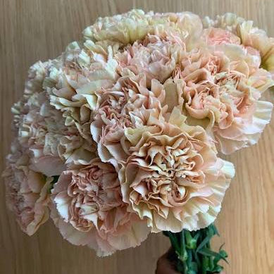 Carnation - Missantic Lege Marrone