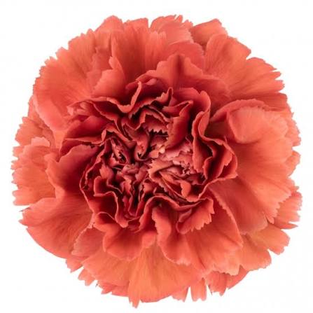 Carnation - Missantic Miss Fabulous