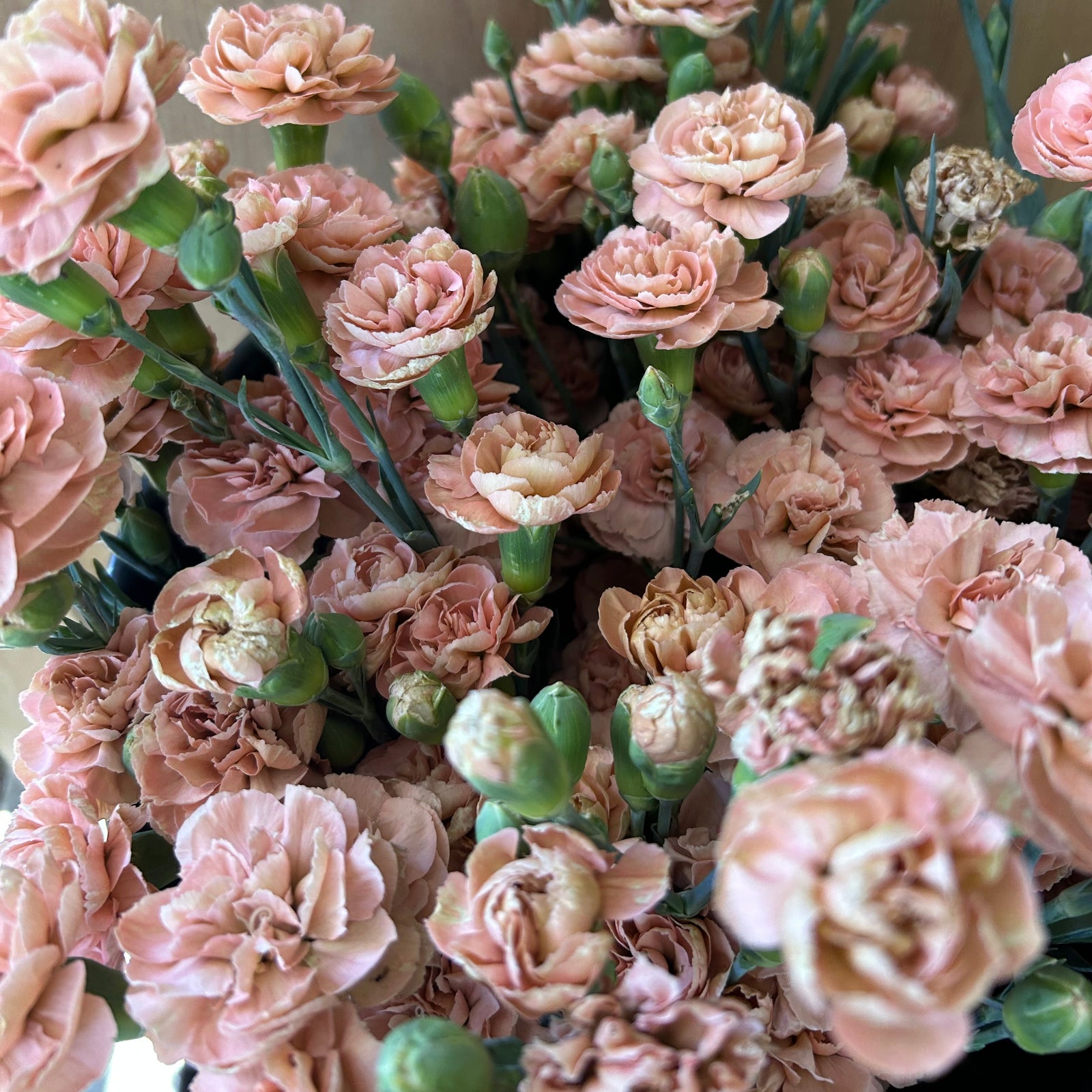 Carnation - Missantic Miss Trendy