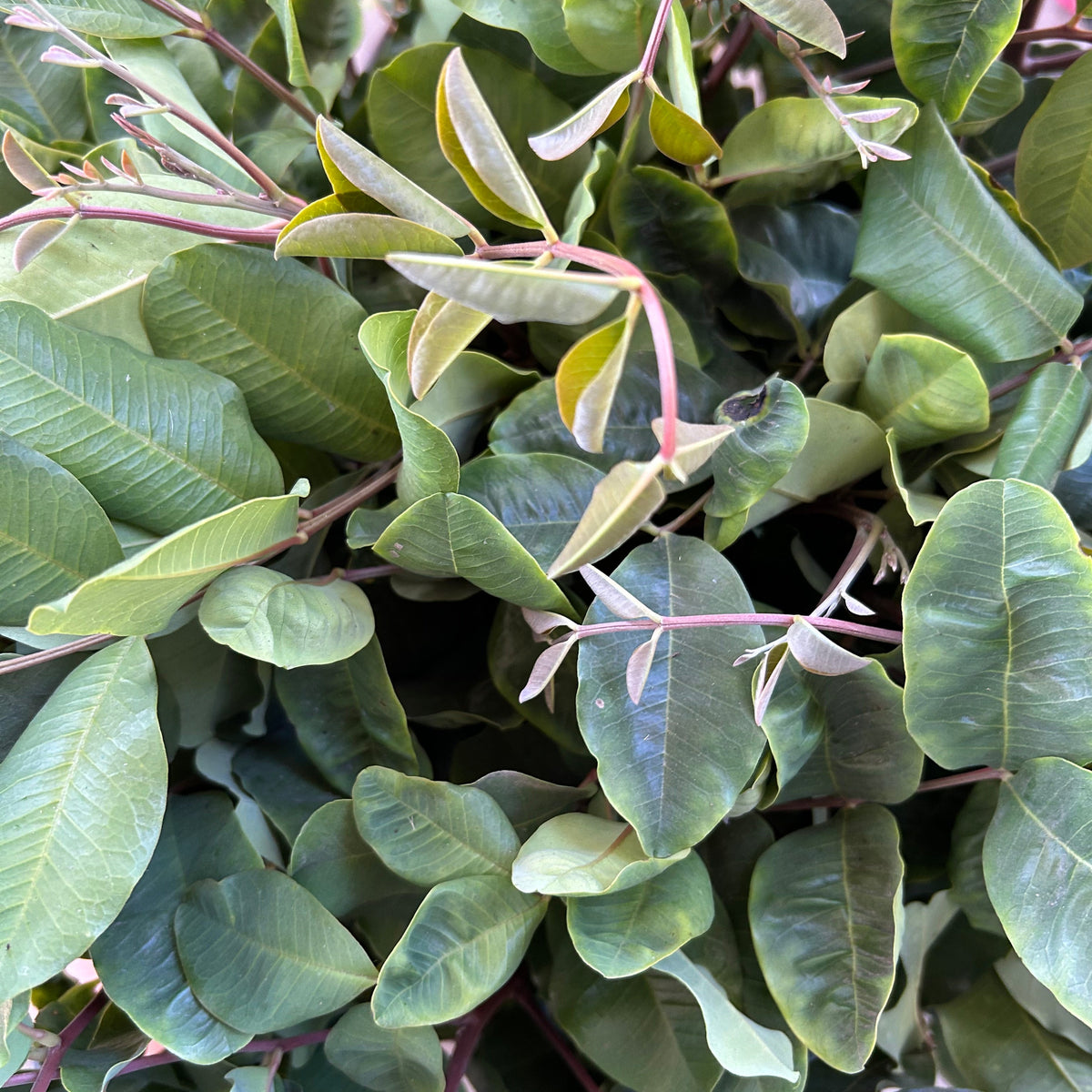 Carob - Hardy Dark Green Branches