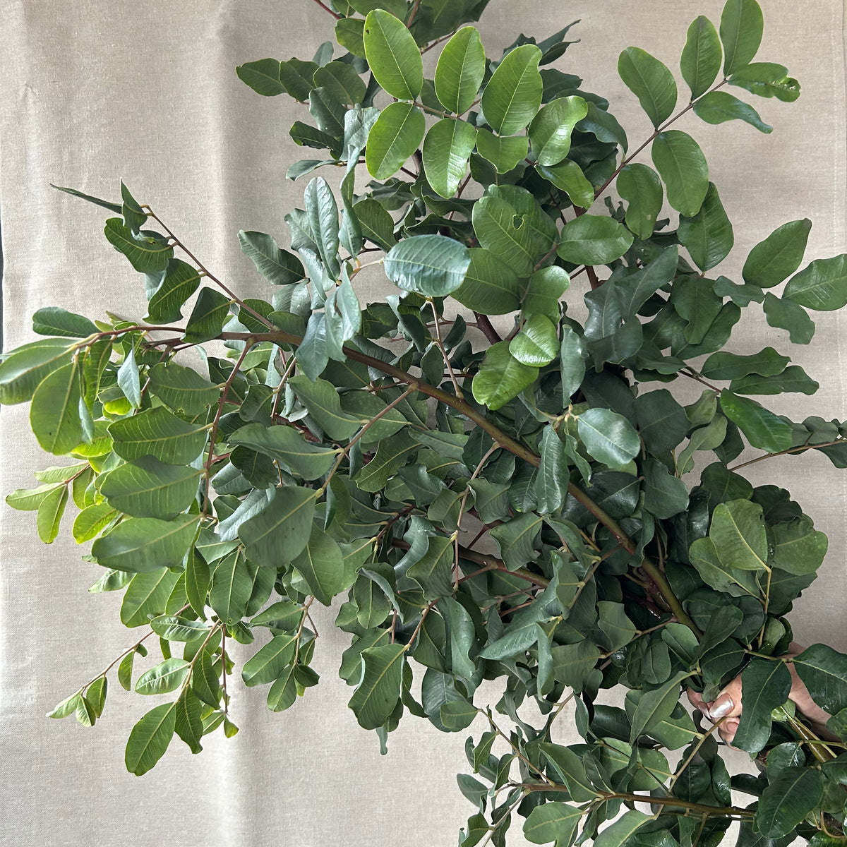 Carob - Hardy Dark Green Branches