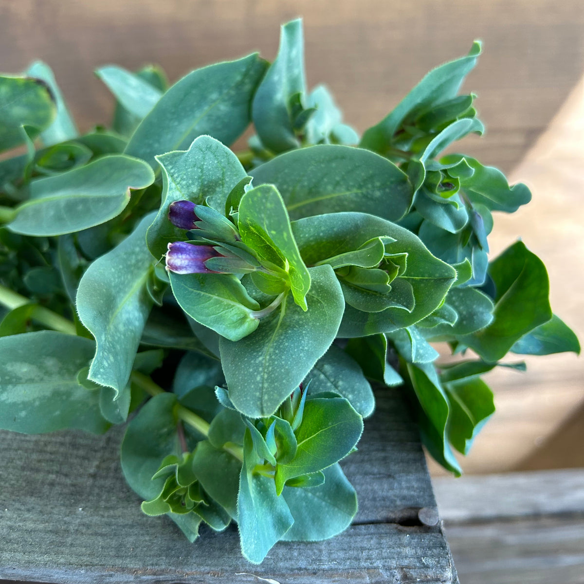 Cerinthe - Minor