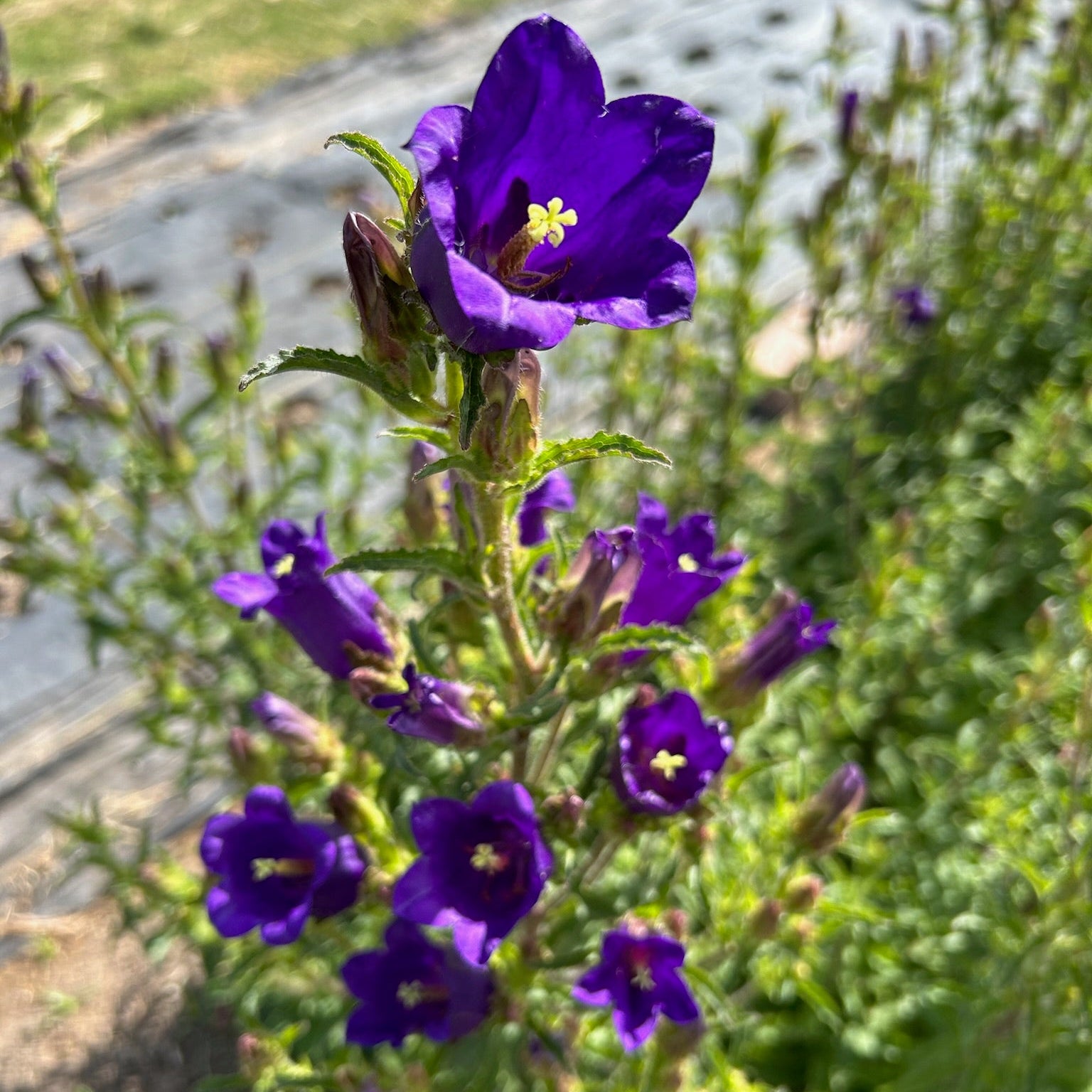 Purple flowers with green leaves in a garden setting