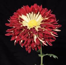Chrysanthemum - Alabama