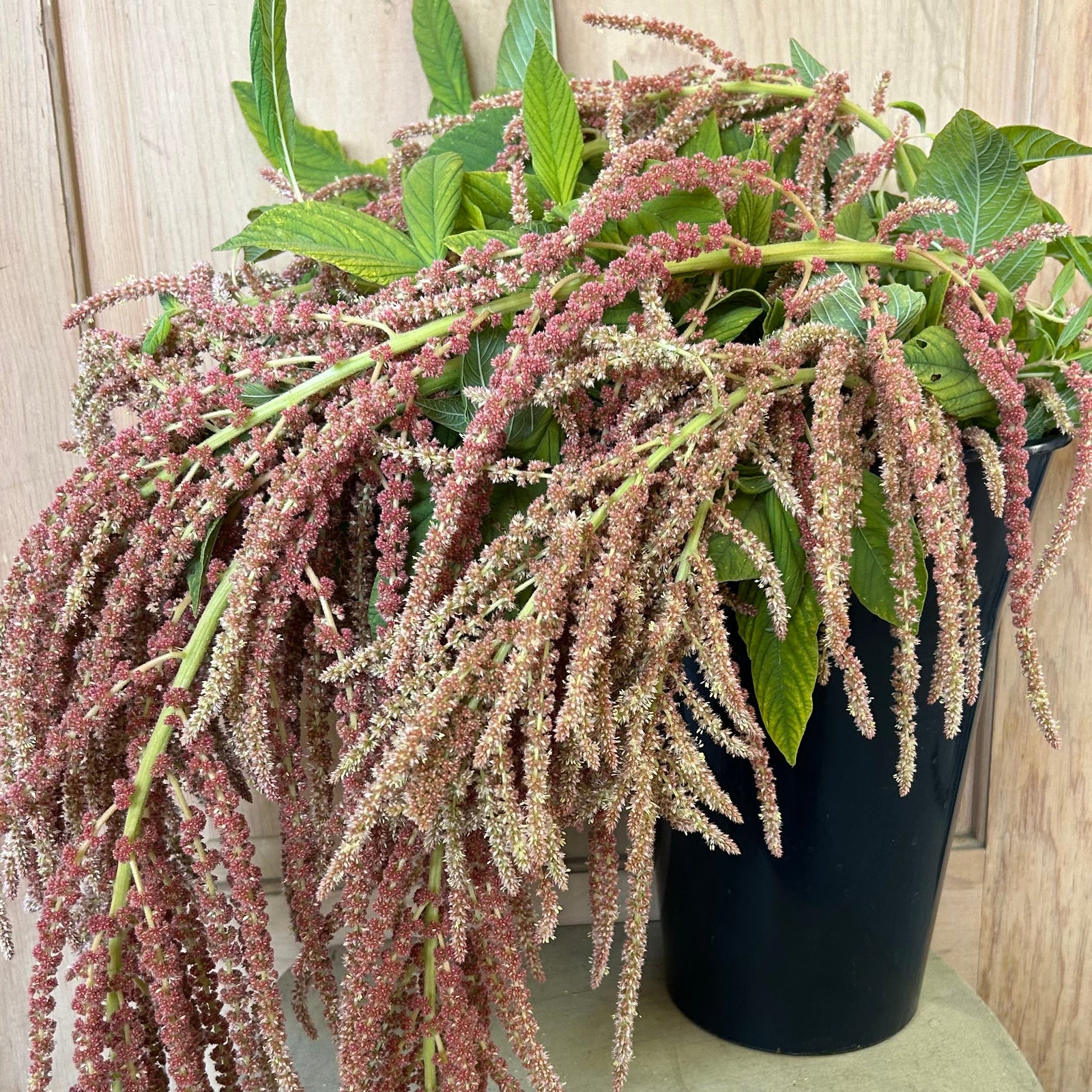 Amaranth - Coral Fountain