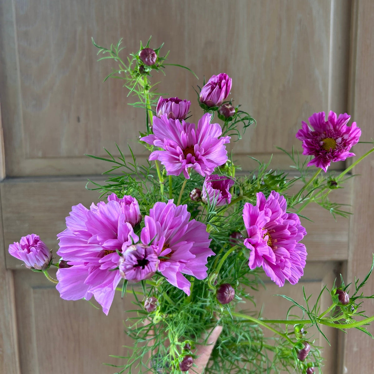 Cosmos - Double Click Rose