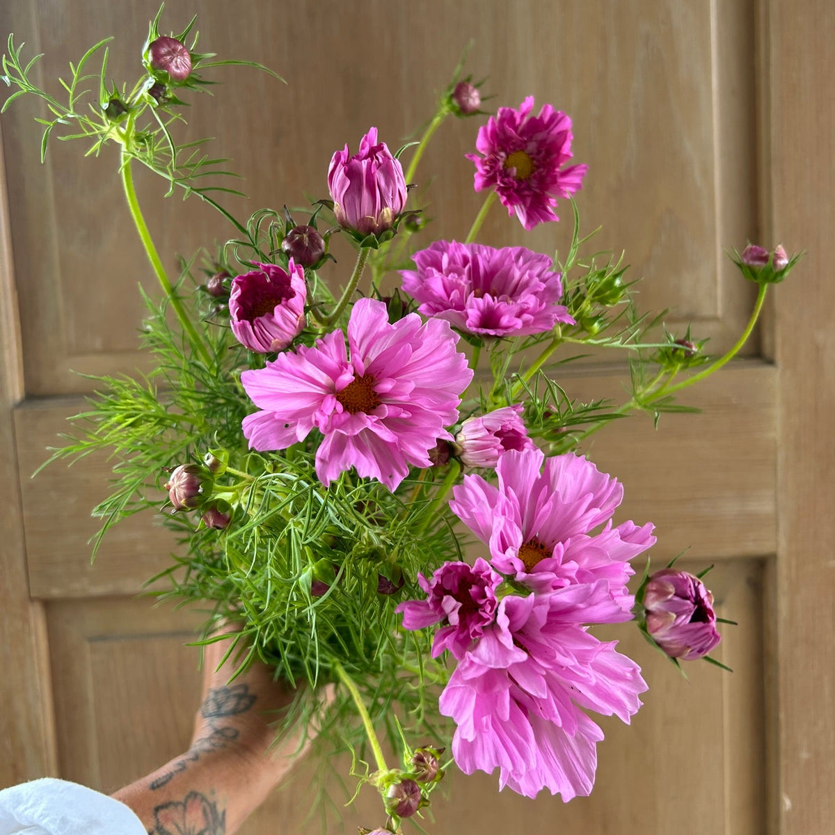 Cosmos - Double Click Rose