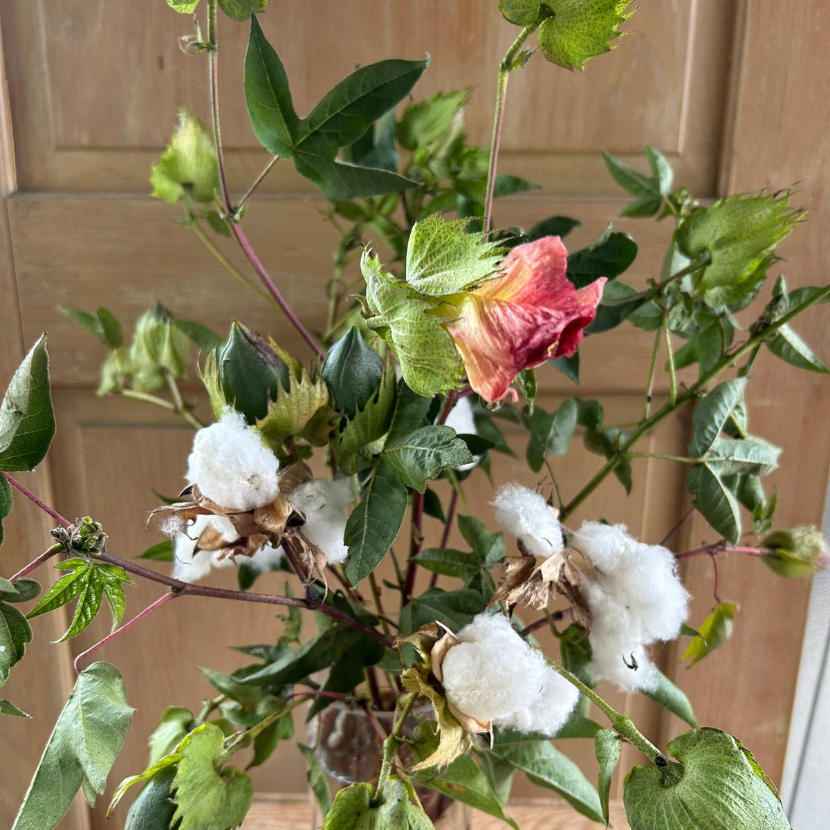 Cotton - Tropical variety