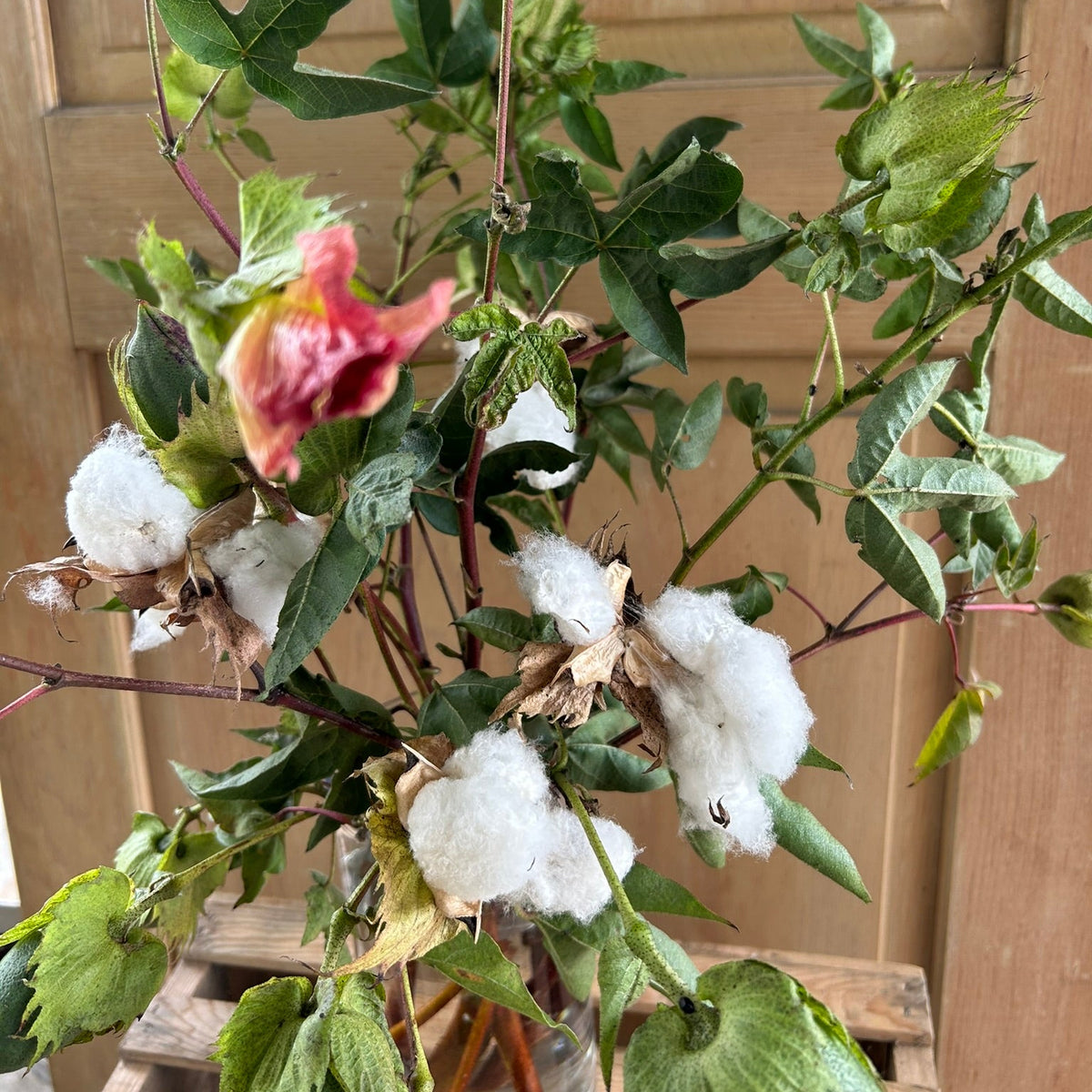 Cotton - Tropical variety