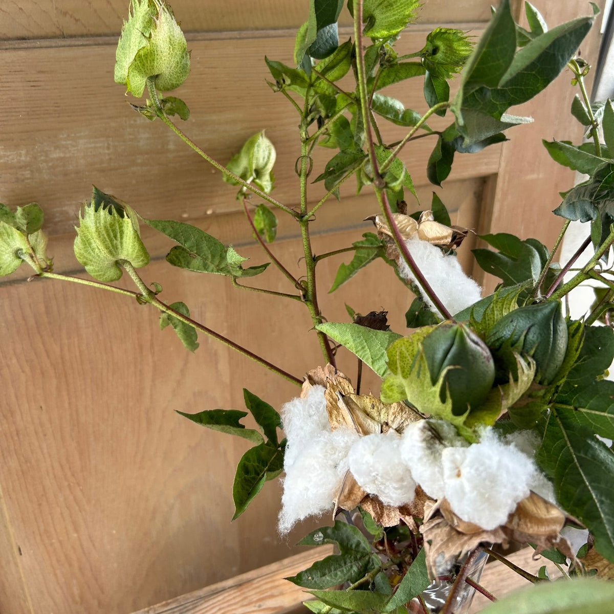 Cotton - Tropical variety