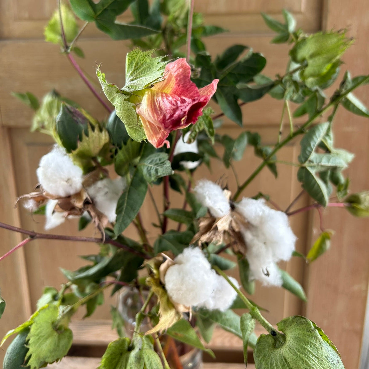 Cotton - Tropical variety
