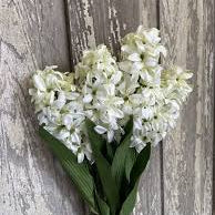 Hyacinth - Cream / White