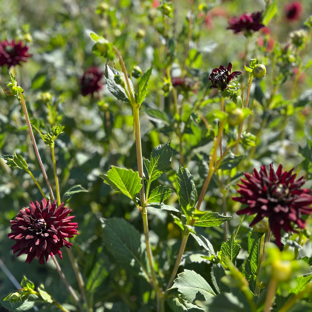 Dahlia - Tamburo