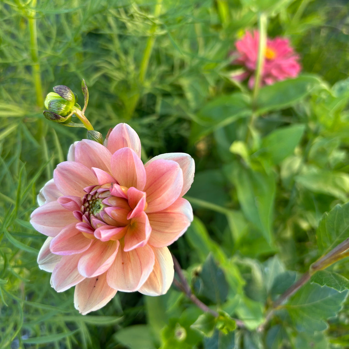 Dahlia - Bocherell