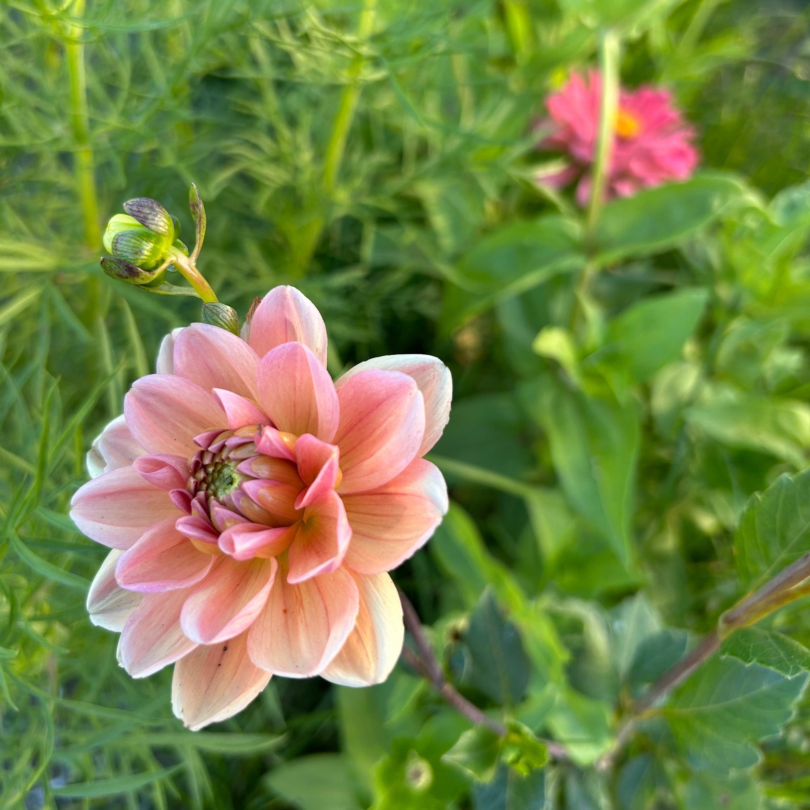 Dahlia - Bocherell