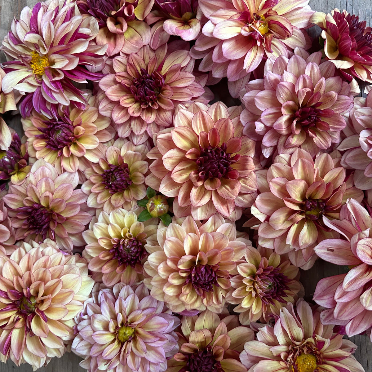 Dahlia - Creme de Cognac