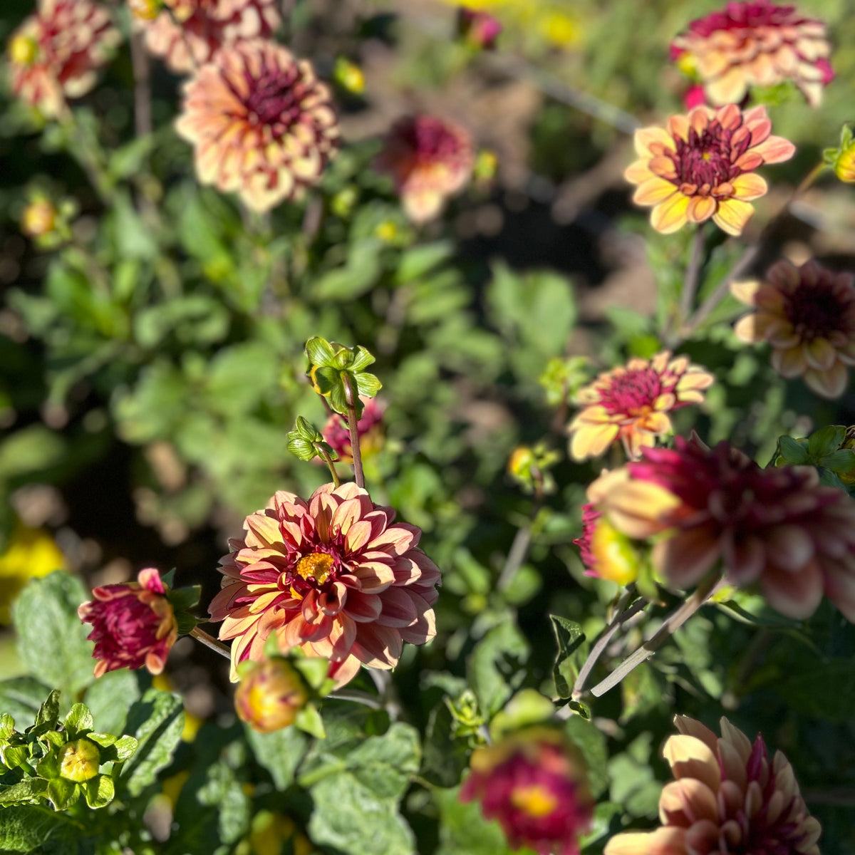 Dahlia - Creme de Cognac