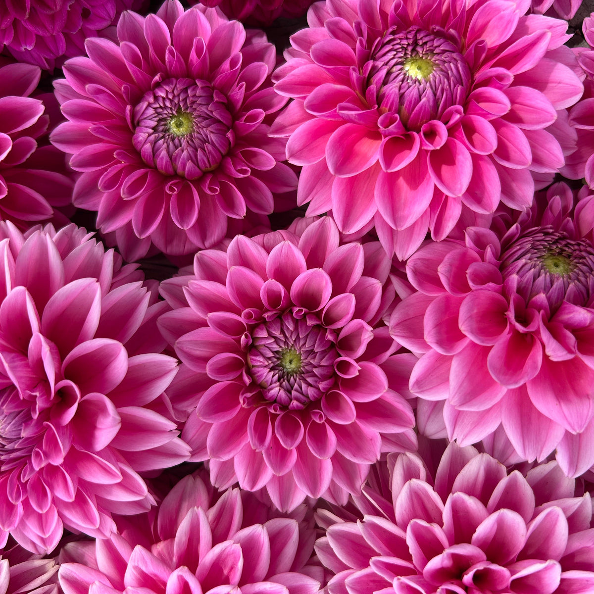 Dahlia - Cryfield Harmony