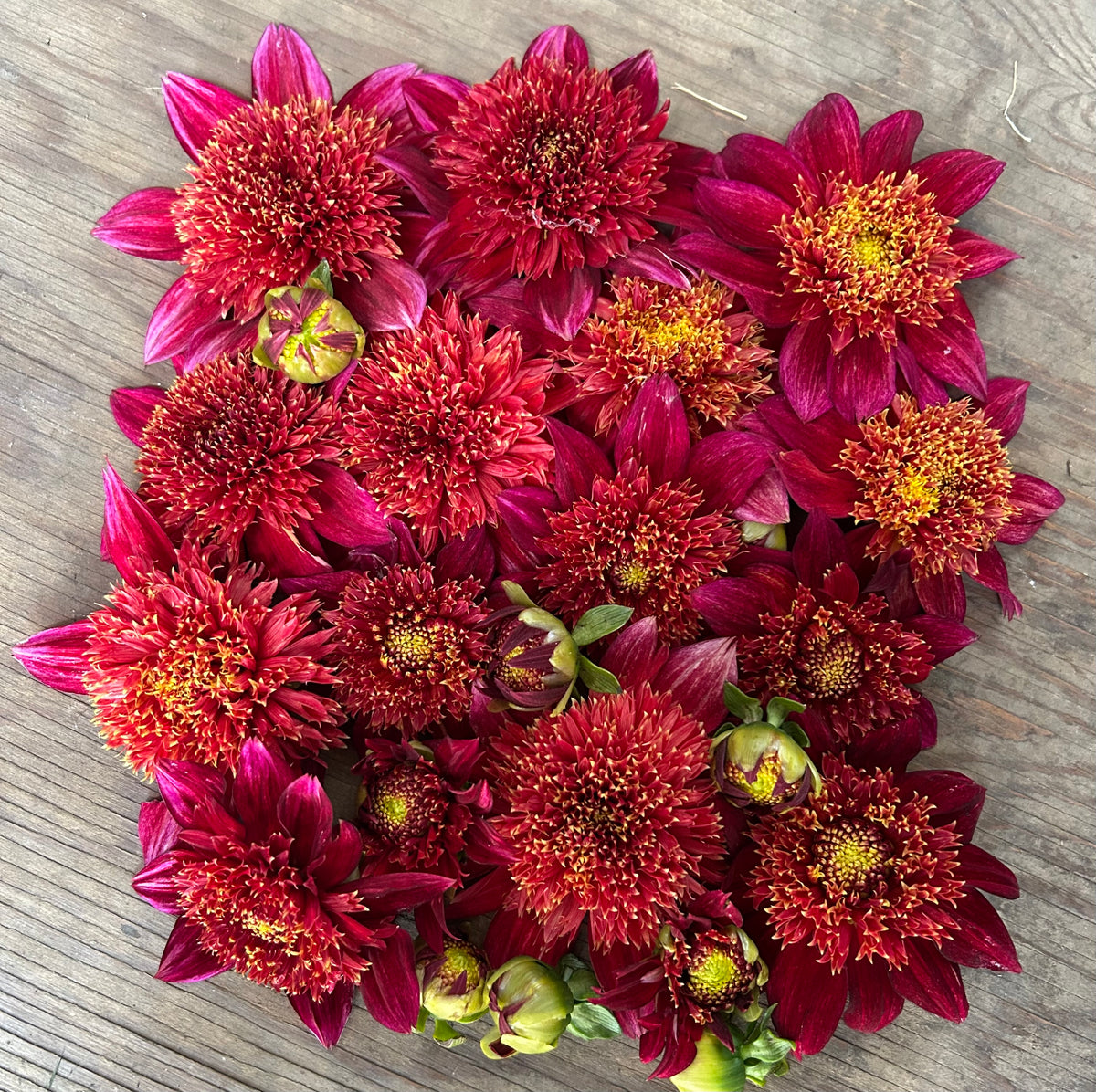 Dahlia - Jive