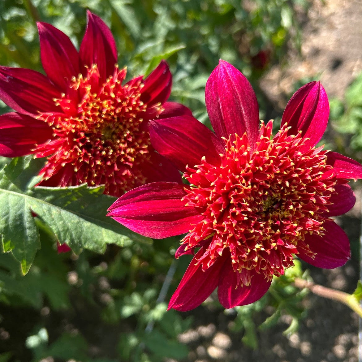 Dahlia - Jive