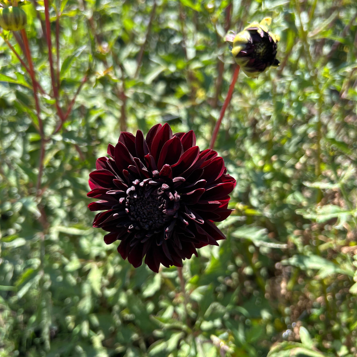Dahlia - Soulman
