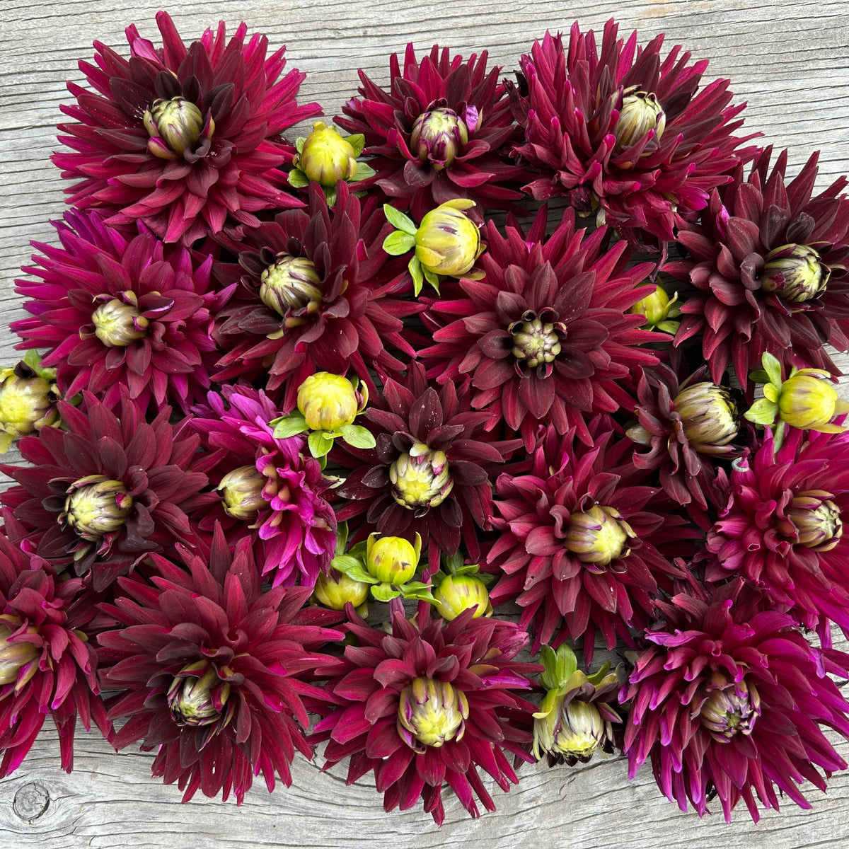 Dahlia - Tamburo