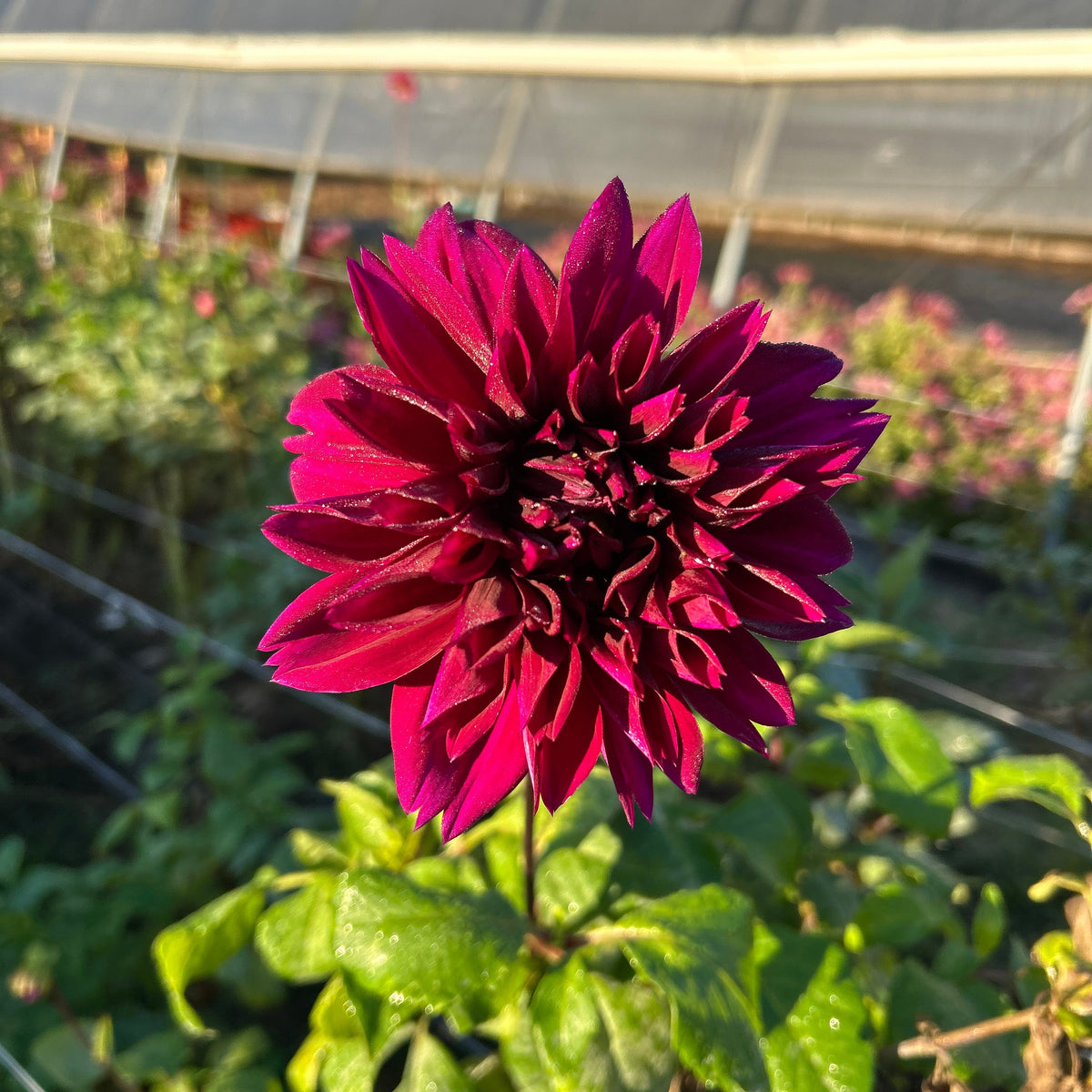 Dahlia - Thomas Edison