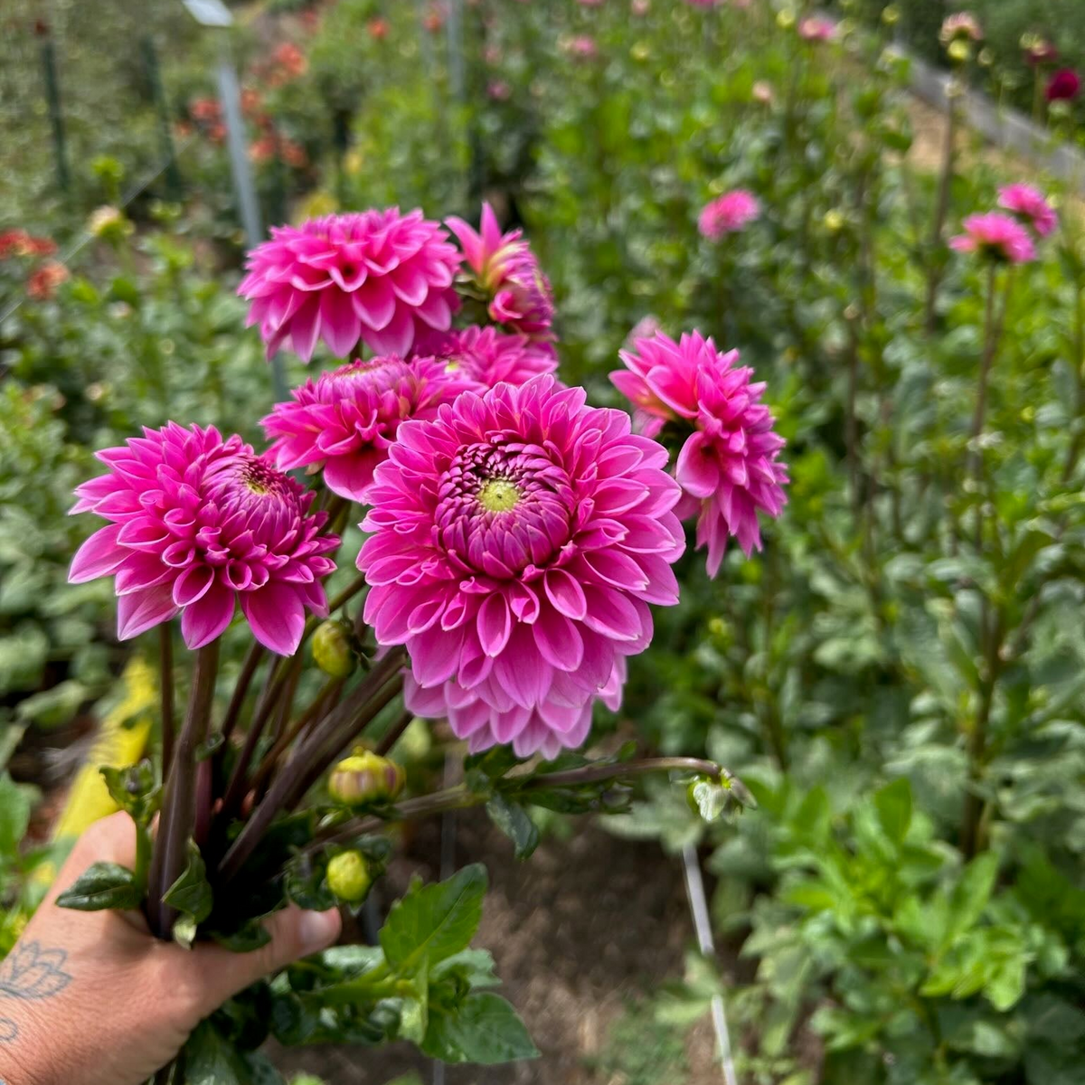 Summer Dahlias Delivery Subscription - 4 Weeks