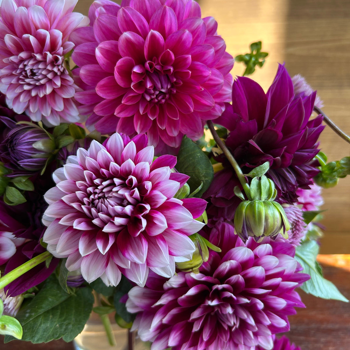 Summer Dahlias Delivery Subscription - 4 Weeks