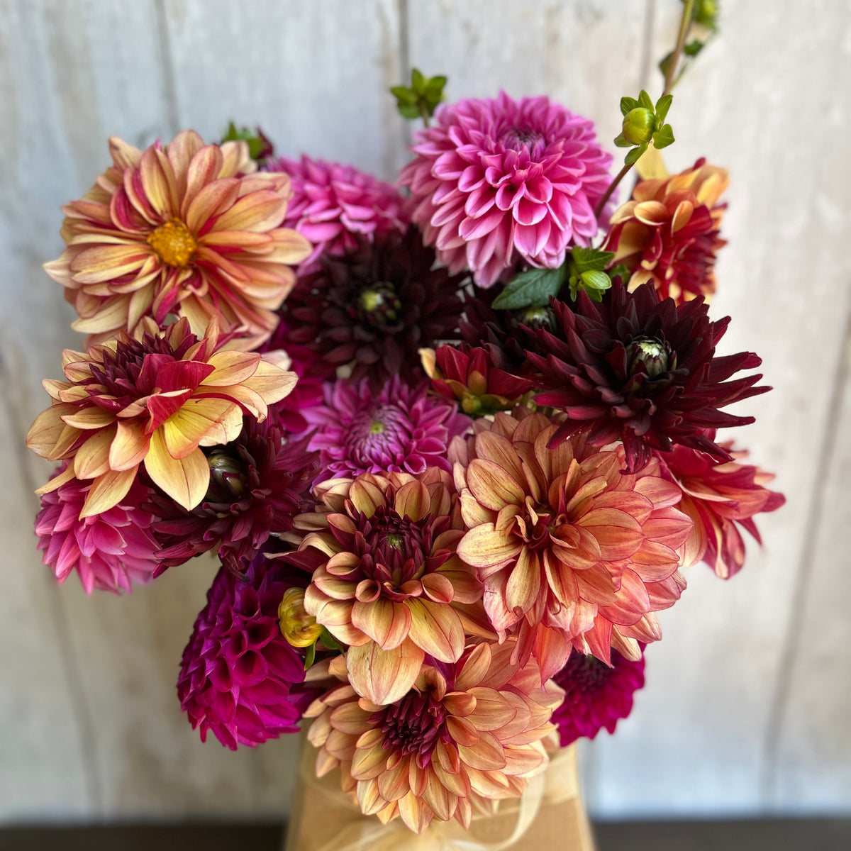 Summer Dahlias Delivery Subscription - 4 Weeks