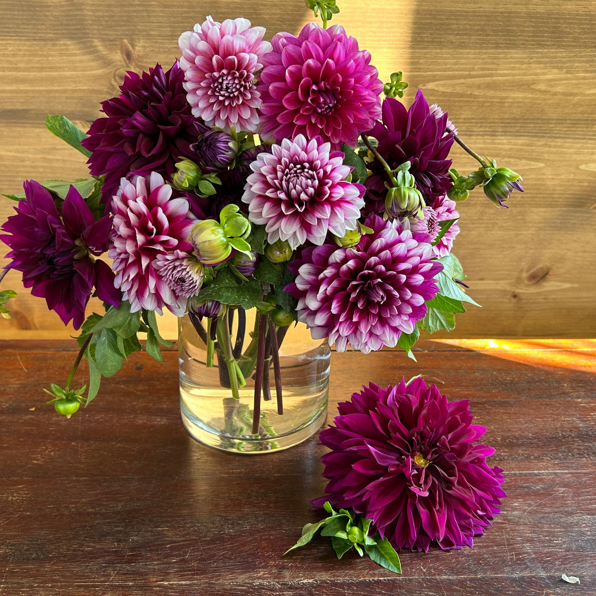 Summer Dahlias Delivery Subscription - 4 Weeks