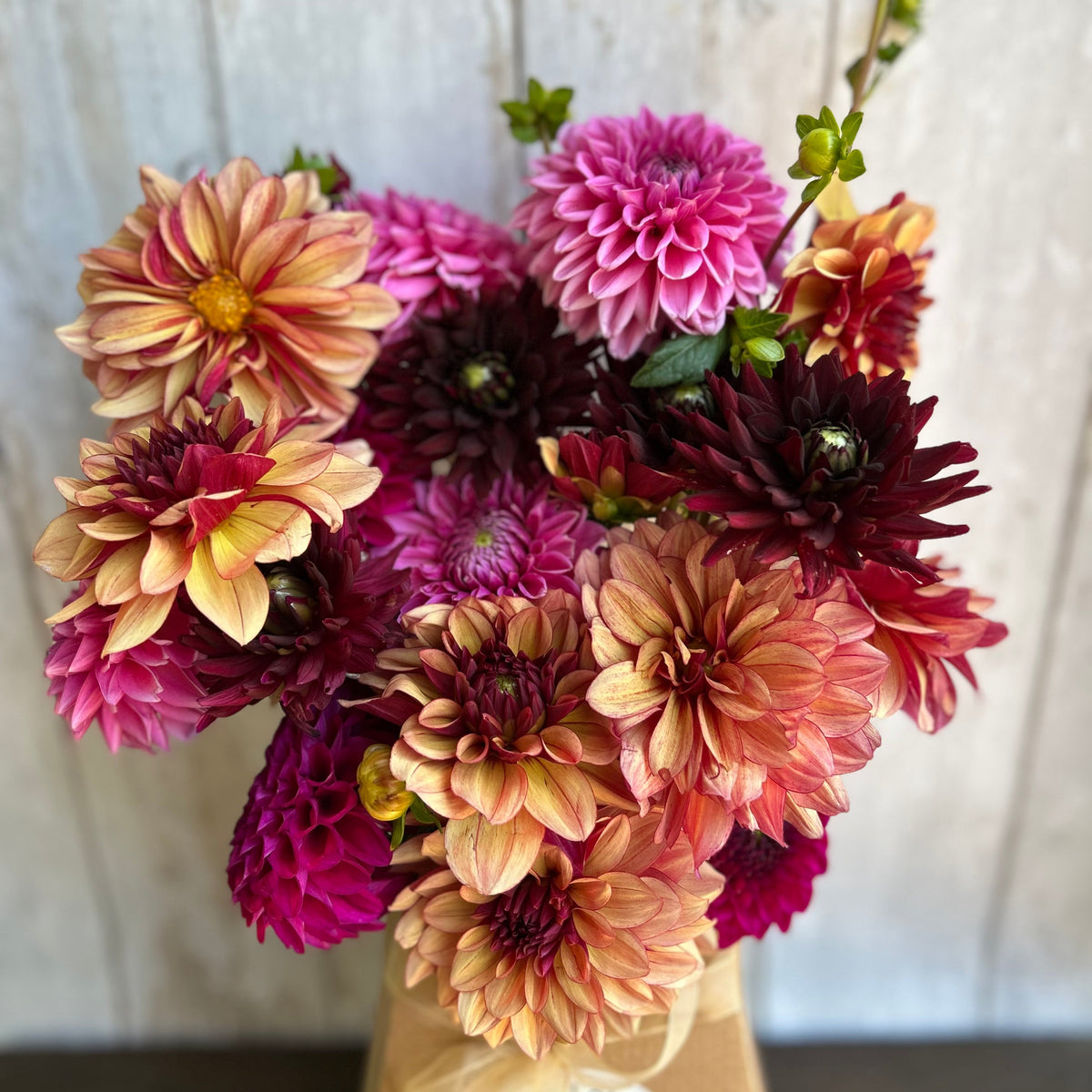Dahlias - 20 Stems