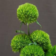Dianthus - Kiwi Mellow Cool